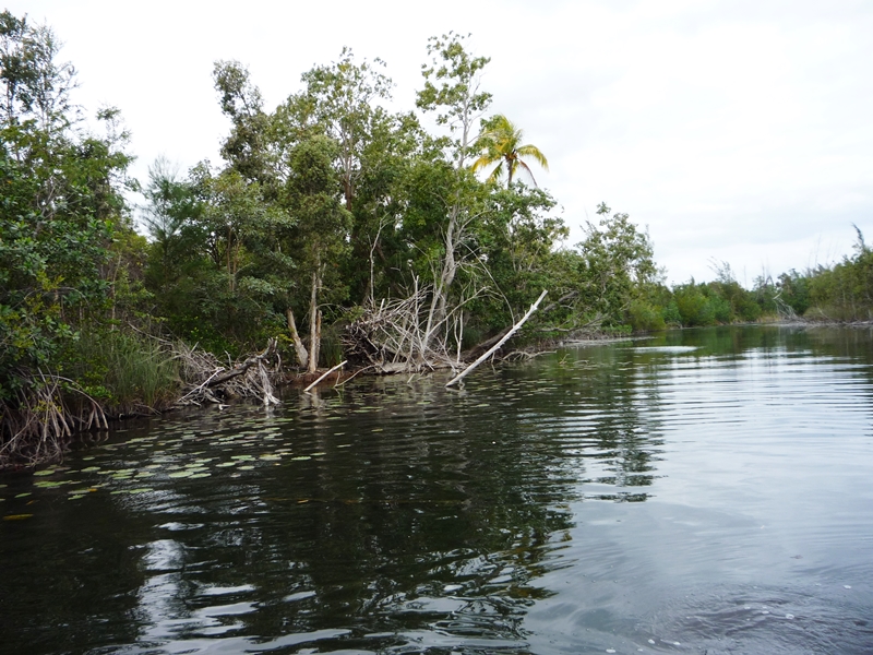mangroven1-kuba-fashionladyloves