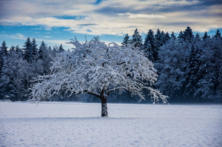 Winterfotografie Tipps - Baum