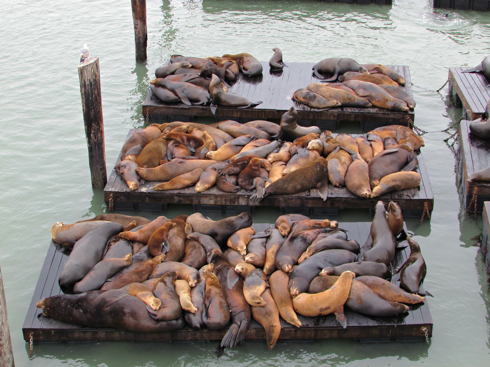 San Francisco - Seelöwen - Sea Lions - USA Rundreise - Roadtrip - Reisebericht - Travel Diary - Fashionladyloves 