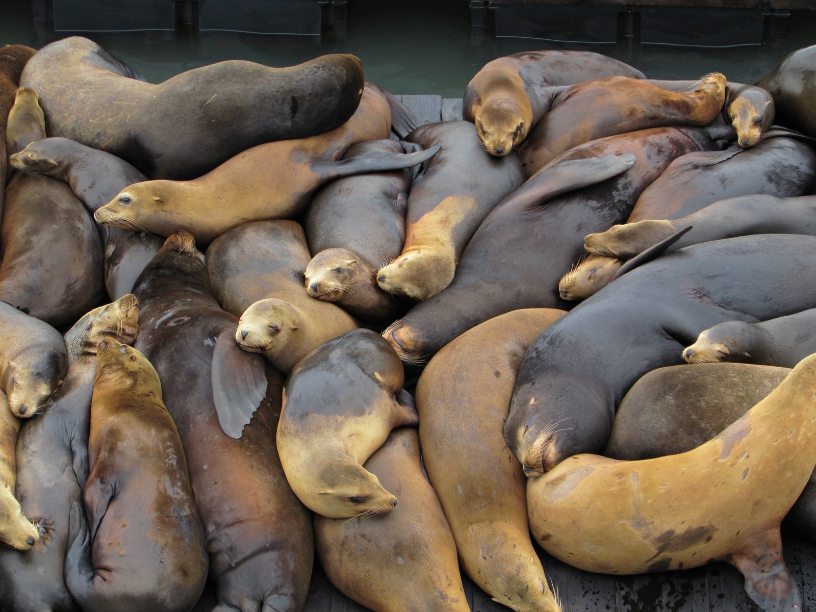 San Francisco - Seelöwen - Sea Lions - USA Rundreise - Roadtrip - Reisebericht - Travel Diary - Fashionladyloves 