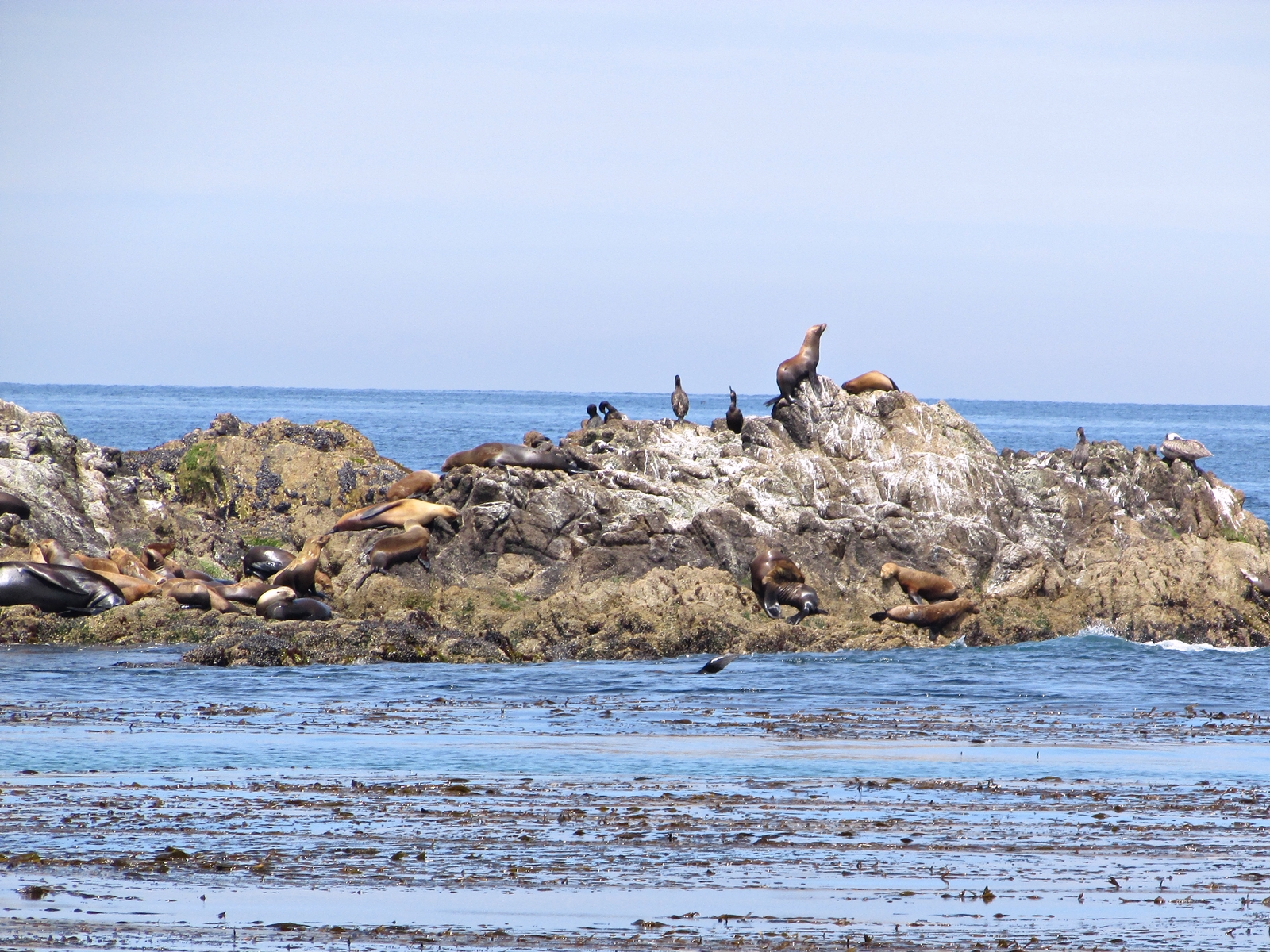 USA Rundreise - Amerika Westküste - 17-Mile Drive - Bird Rock - Fashionladyloves - Travelblog - Reise Blog