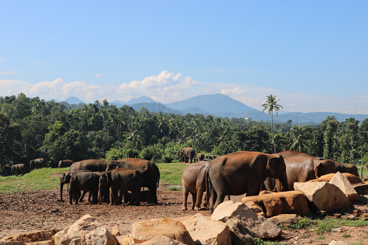 Sri Lanka Travel Guide - Pinnawela Elefantenwaisenhaus - freilaufende Elefanten - Fashionladyloves by Tamara Wagner - Travel Blog - Reiseblog aus Graz Österreich