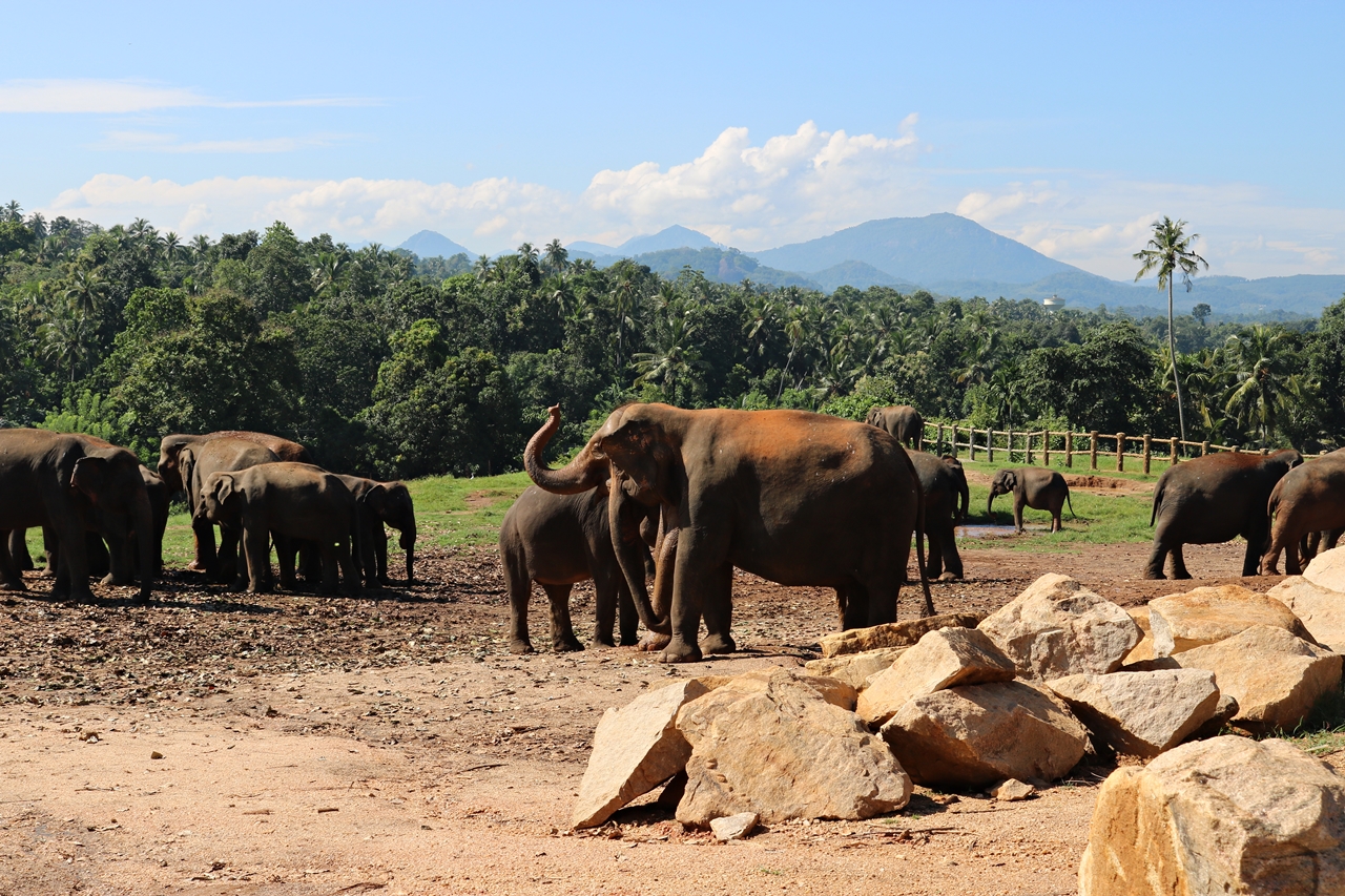 Sri Lanka Travel Guide - Pinnawela Elefantenwaisenhaus - freilaufende Elefanten - Fashionladyloves by Tamara Wagner - Travel Blog - Reiseblog aus Graz Österreich