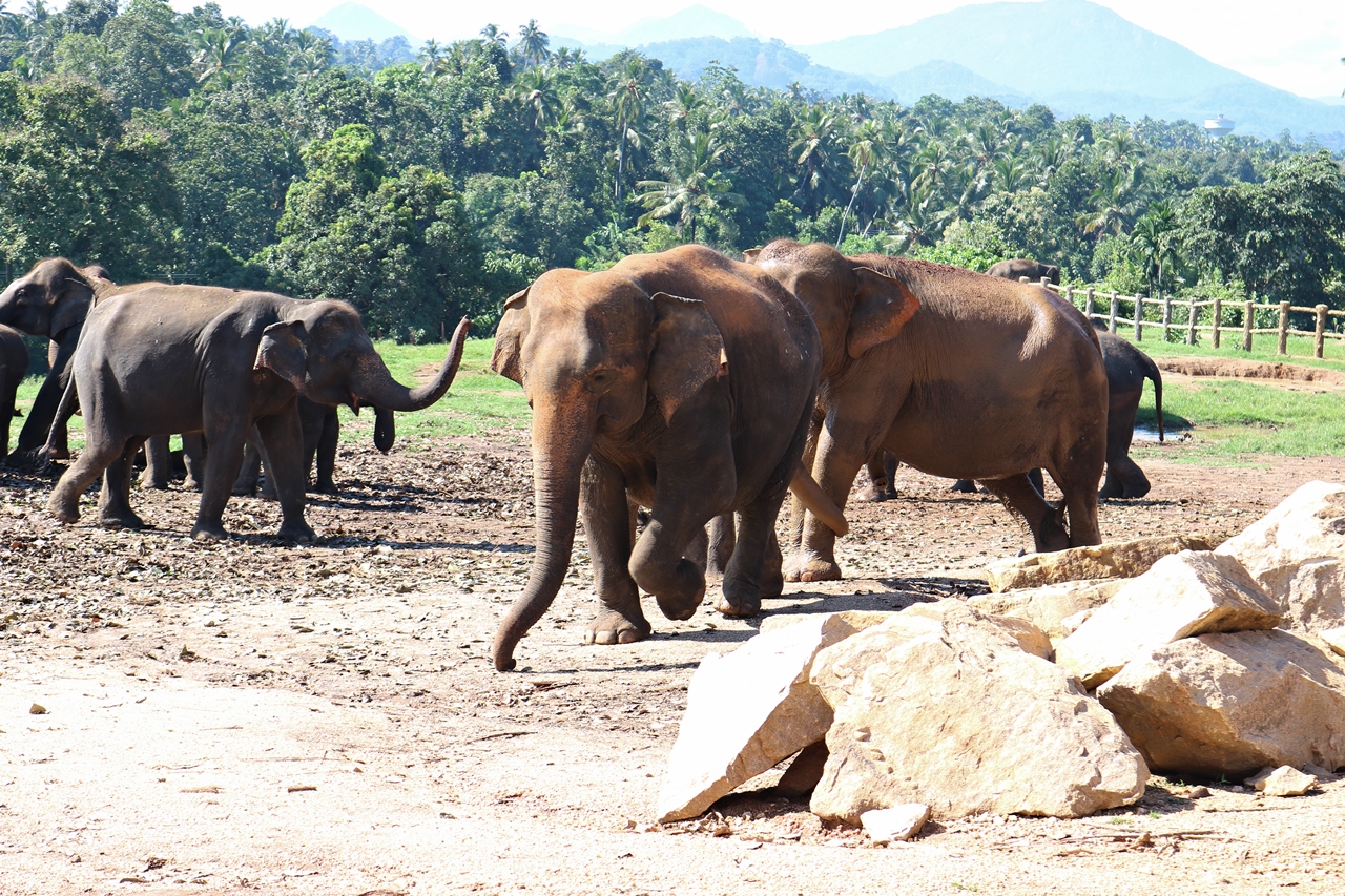 Sri Lanka Travel Guide - Pinnawela Elefantenwaisenhaus - freilaufende Elefanten - Fashionladyloves by Tamara Wagner - Travel Blog - Reiseblog aus Graz Österreich