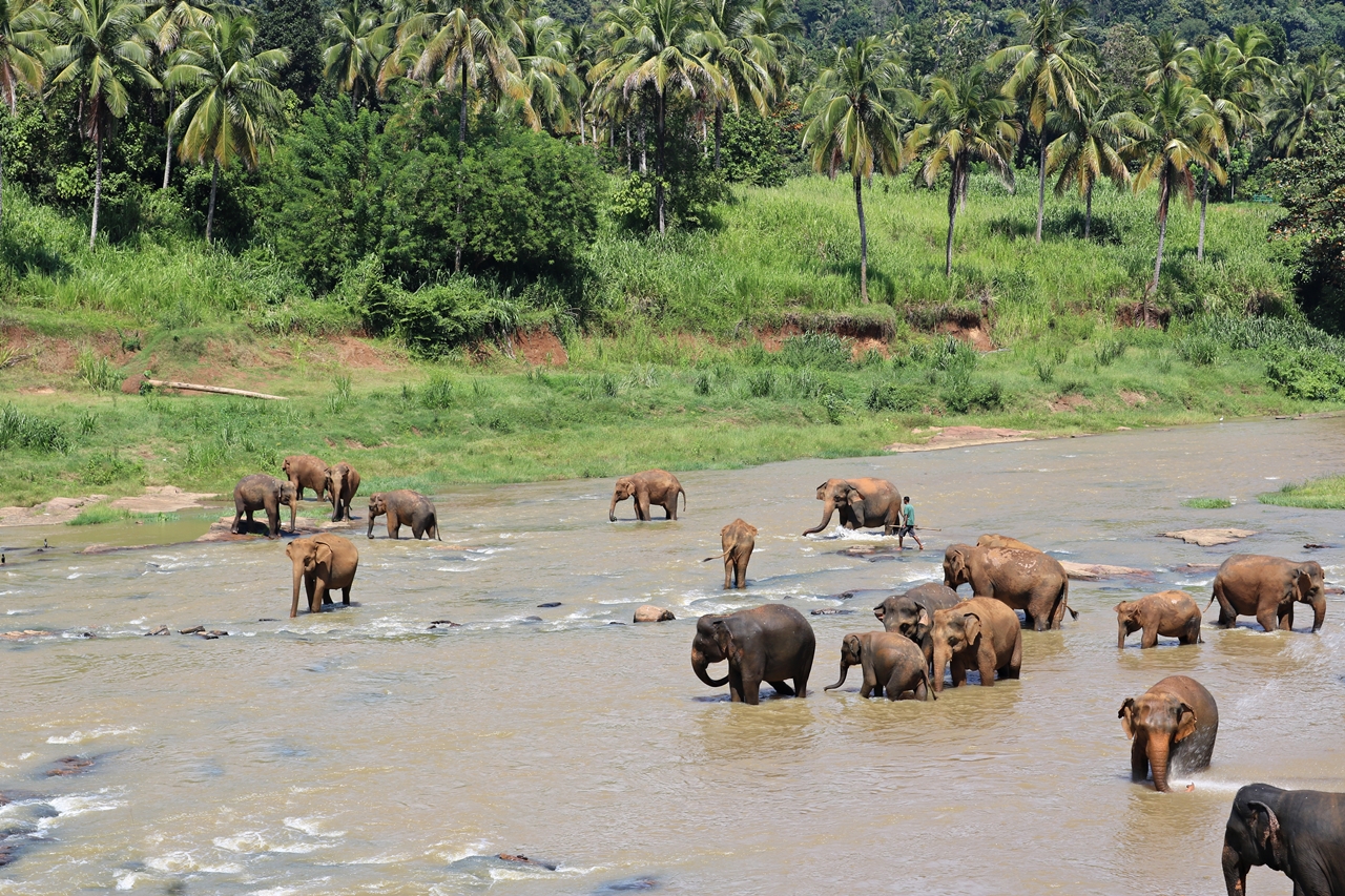 Sri Lanka Travel Guide - Pinnawela Elefantenwaisenhaus - badende Elefanten im Fluss - Fashionladyloves by Tamara Wagner - Travel Blog - Reiseblog aus Graz Österreich