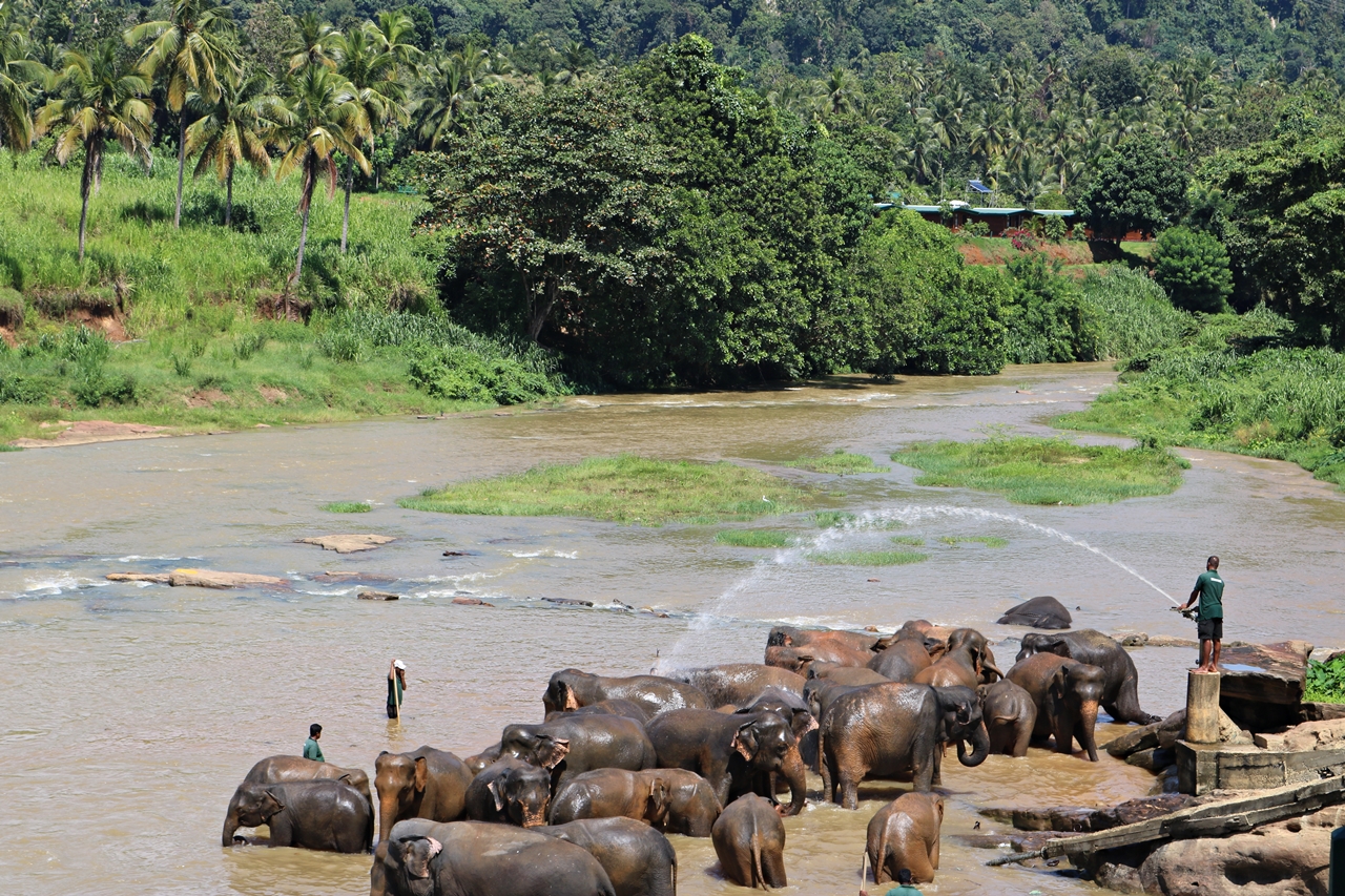 Sri Lanka Travel Guide - Pinnawela Elefantenwaisenhaus - badende Elefanten im Fluss - Fashionladyloves by Tamara Wagner - Travel Blog - Reiseblog aus Graz Österreich