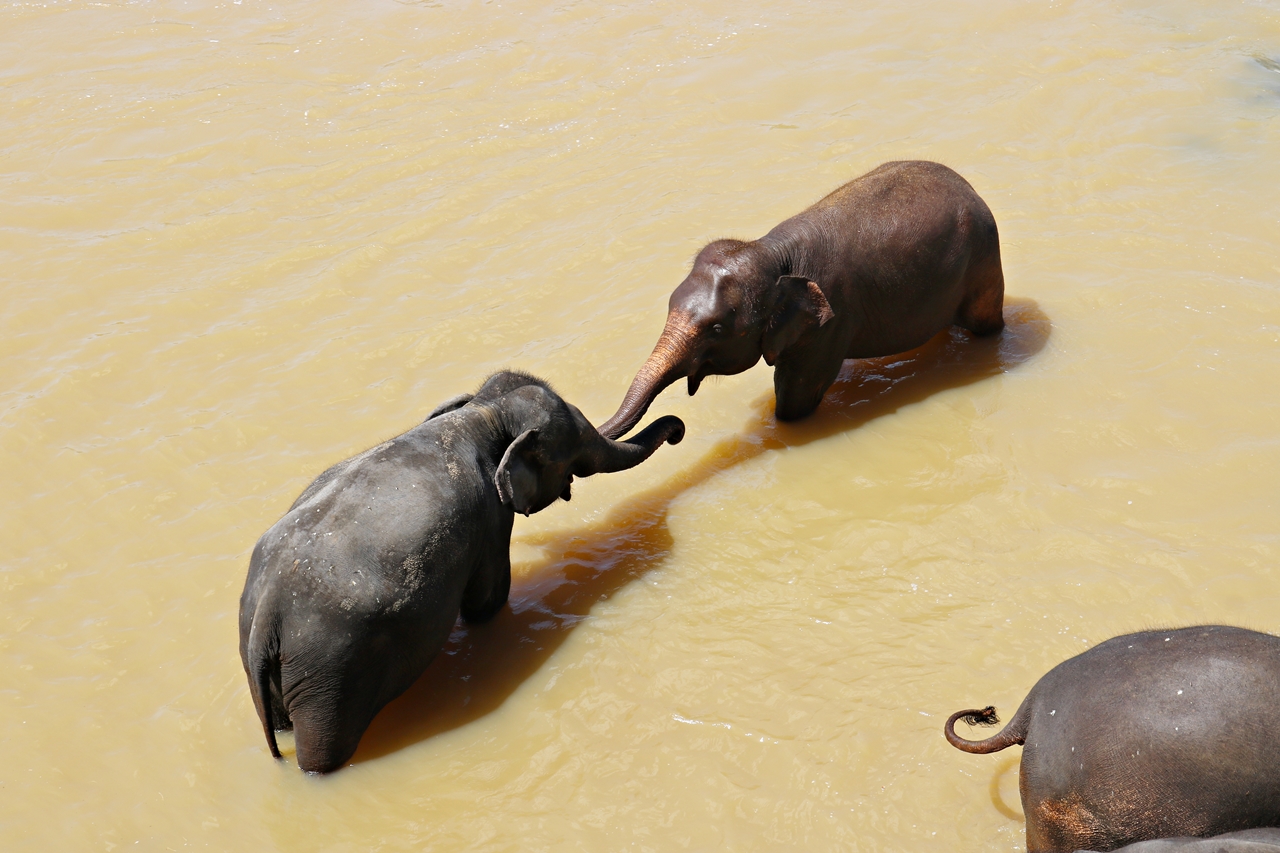 Sri Lanka Travel Guide - Pinnawela Elefantenwaisenhaus - badende Elefanten im Fluss - Fashionladyloves by Tamara Wagner - Travel Blog - Reiseblog aus Graz Österreich