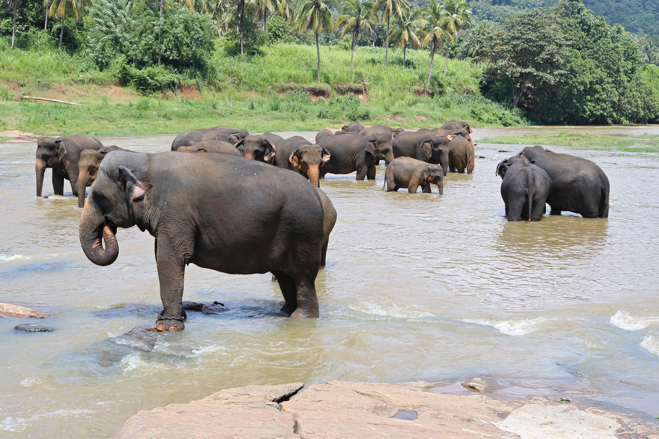 Sri Lanka Travel Guide - Pinnawela Elefantenwaisenhaus - badende Elefanten im Fluss - Fashionladyloves by Tamara Wagner - Travel Blog - Reiseblog aus Graz Österreich