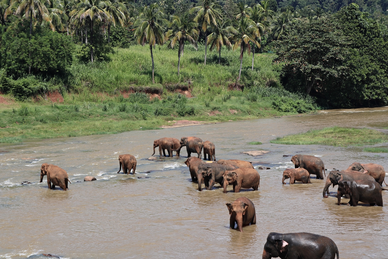 Sri Lanka Travel Guide - Pinnawela Elefantenwaisenhaus - Elefanten baden am Fluss - Fashionladyloves by Tamara Wagner - Travel Blog