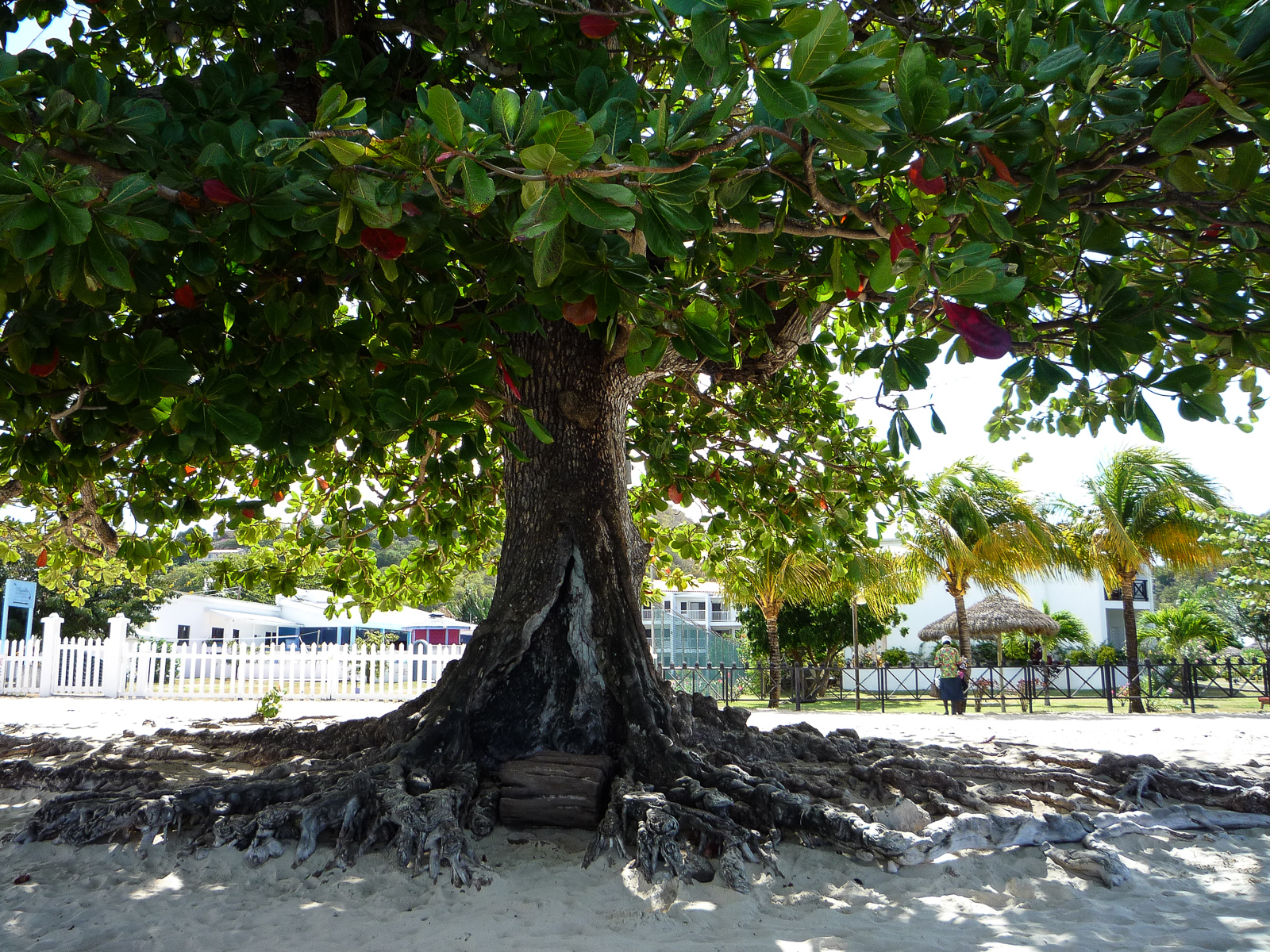 Grenada Travel Guide - Kreuzfahrt in der Karibik - Kleine Antillen - Karibik Kreuzfahrt - Tipps und Wissenswertes für deine Reise - Urlaub in der Karibik - Karibik Urlaub - Grenada entdecken - Reisen - Urlaub - Reisebericht -  Fashionladyloves by Tamara Wagner - Travel Blog - Reise Blog 