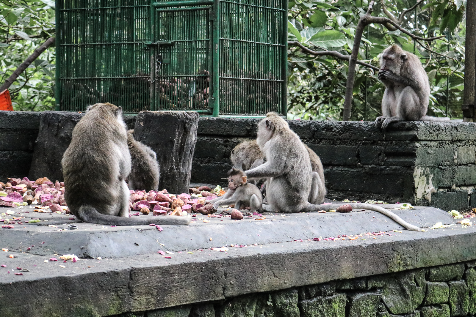 Bali Travel Guide - Reisebericht - Tipps und Wissenswertes für deine Bali Reise - Reiseführer - Indonesien - Bali Reiseführer - Fotos von Bali - Bali Bilder - Bali Sehenswürdigkeiten - Bali Hotspots - Reiseziel Bali - Fashionladyloves by Tamara Wagner - Travel Blog - Reiseblogger 