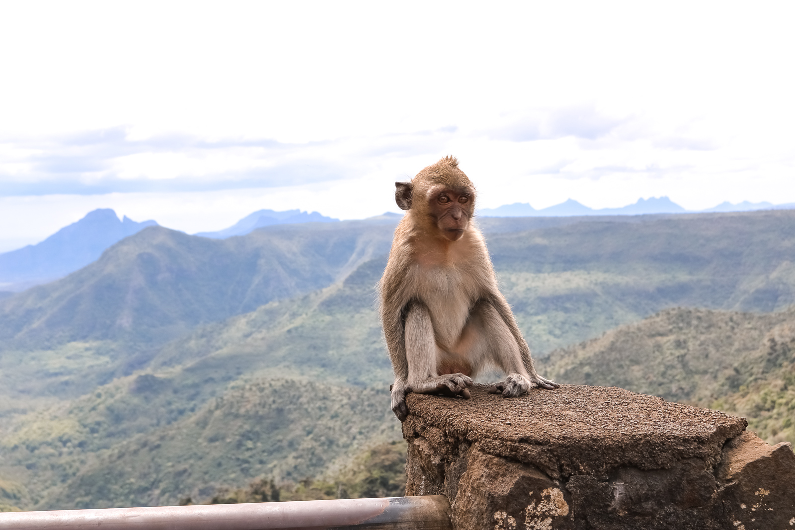 Mauritius Reisebericht - Wissenswertes und Highlights der Trauminsel - Mauritius Reise - Mauritius Sehenswürdigkeiten - Mauritius Flitterwochen - Traumreise - Paradies - schönste Insel - Traumurlaub -Tipps für Mauritius - Mauritus Reiseführer - Mauritius Travel Guide - Affen im Black River Gorges Nationalpark - Fashionladyloves by Tamara