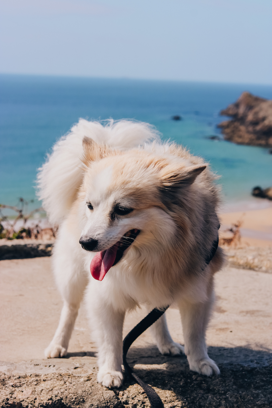 Mit dem Van durch Frankreich - Normandie und Bretagne - Roadtrip durch Frankreich - Campen in Frankreich - Campertrip Europa - Vanille in Europa - Reisen mit Hund - Reiseroute durch Frankreich mit dem Wohnmobil - Fashionladyloves by Tamara Wagner